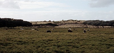Schafweide mit Schafen - Formby