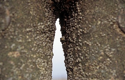 Kunstinstallation: Another Place (Antony Gormley) - Detail (Bewuchs einer Figur) - Crosby