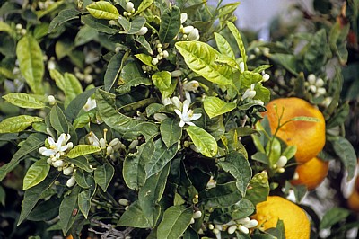 Stari Grad (Altstadt): Blick von der Stadtmauer - Orangenbaum (Citrus sinensis) mit Blüten und Früchten - Dubrovnik