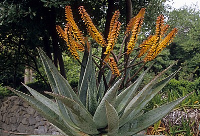 Arboretum von Trsteno: Echte Aloe (Aloe vera) mit Blüten - Trsteno