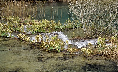 Donja jezera (Untere Seen): Vegetation in den kleinen Kaskaden des Novakovica brod - Nationalpark Plitvicer Seen