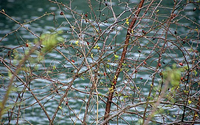Hagebutten - Nationalpark Plitvicer Seen
