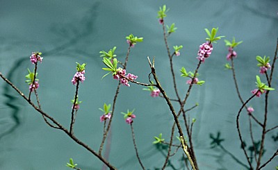 Strauch mit violetten Blüten - Nationalpark Plitvicer Seen