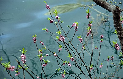 Strauch mit violetten Blüten - Nationalpark Plitvicer Seen