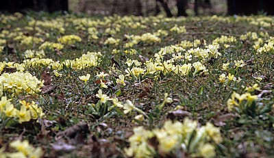 Wilde Primeln (Primula) - Nationalpark Plitvicer Seen