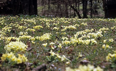 Wilde Primeln (Primula) - Nationalpark Plitvicer Seen