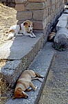 Asklepion: Dösende Hunde - Bergama