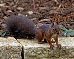 Gratlspitzstraße: Eichhörnchen (Sciurus vulgaris) - München