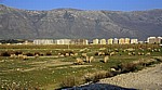 Zwischen SarandÃ« und VlorÃ«: Schafherde vor Plattenbauten - Albanische Riviera