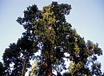 Rundwanderweg Piesberg: Mammutbaum (Sequoiadendron giganteum) - Osnabrück