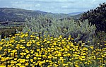 Pflanzen: u. a. Färber-Hundskamille (Anthemis tinctoria) - Sardinien