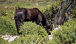 Wildpferd (Cavallini della Giara) - Giara di Gesturi