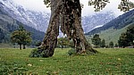Bergahorn (Acer pseudoplatanus) - Eng