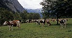 Kühe am Großen Ahornboden - Eng