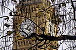 Ast vor The Clock Tower (Uhrturm) - London