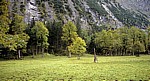 Bergahorn (Acer pseudoplatanus) - Großer Ahornboden