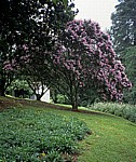 Botanical Garden: Palisanderholzbaum (Jacaranda mimosifolia) - Vumba Mountains