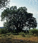 Baobab / Affenbrotbaum (Adansonia digitata) - Masvingo