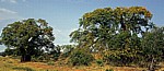 Baobabs / Affenbrotbäume in Blüte (Adansonia digitata) - Masvingo