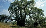 Baobab / Affenbrotbaum (Adansonia digitata) - Masvingo