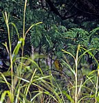 Webervogel (Ploceidae) im Regenwald - Victoriafälle