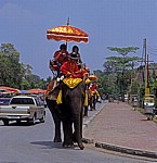 Verschiedene Transportmittel: Elefanten neben Autos - Ayutthaya