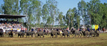 Elephant Round-up: Einmarsch der Elefanten zum Schulbesuch - Surin
