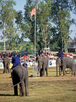 Elephant Round-up: Hissen der Flagge - Surin