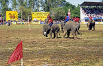 Elephant Round-up: Elefantenfußball - kurz vor dem Tor - Surin