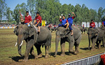 Elephant Round-up: Siegerehrung - Surin