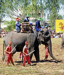 Elephant Round-up: Kriegselefant - Surin