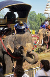 Elephant Round-up: Persönliches Kennenlernen - Surin
