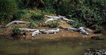 Krokodile am Prenn-Wasserfall - Da Lat
