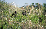 Vogelschutzgebiet Ngoc Hien: Kormorane - Mekong-Delta