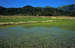 Reisfelder - Vang Vieng