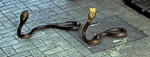 Schlangenfarm (Queen Saowapha Memorial Institute): Brillenschlangen (Naja naja) - Bangkok