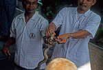 Schlangenfarm (Queen Saowapha Memorial Institute): Melken einer Schlange - Bangkok