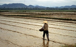 Reisfeld: Ein Bauer sät Reis - Hue