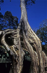 Ta Prohm: Tempel mit Kapokwurzel - Angkor