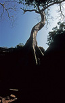 Ta Prohm: Kapokbaum - Angkor