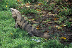 Grüner Leguan (Iguana-Iguana) - Tulum