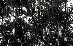 Spanisches Moos (Tillandsia usneoides): Epiphytische Tillandsien - Tikal