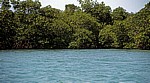 Mangroven - Belize Barrier Reef
