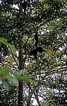 Brüllaffen (Alouatta palliata) - Yaxchilán