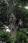 Baum mit Würgefeige - Bonampak