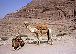 Kamele vor der Königswand - Petra