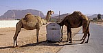 Kamele bedienen sich an einer Mülltonne - Nefud