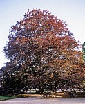 Schloßpark Pillnitz: Rotbuche (Fagus sylvatica) - Dresden