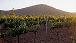 Jakobsweg (Camino Francés): Zwischen Navarrete und Ventosa - Weinreben  - La Rioja