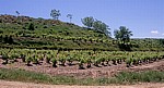 Jakobsweg (Camino Francés): Weinberge zwischen Azofra und Cirueña - La Rioja